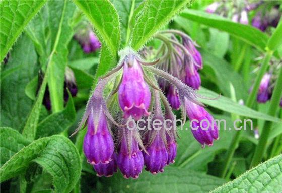 果蔬百科紫草图片 紫草的功效与作用-0