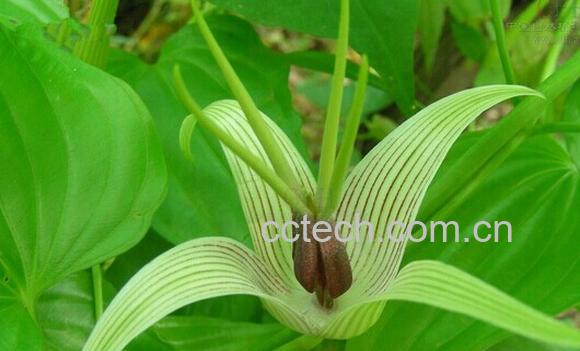 果蔬百科百部-0