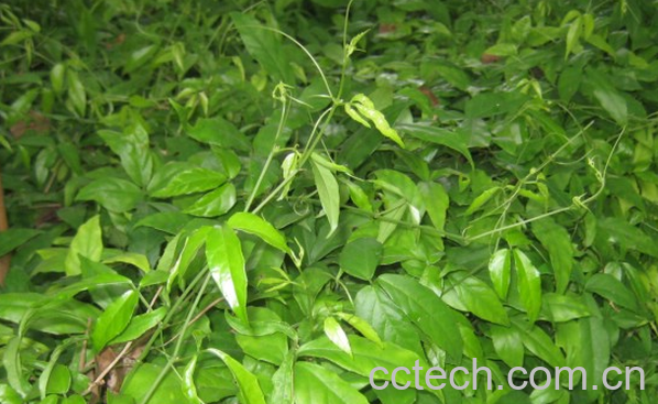 果蔬百科三叶青的功效与作用-0