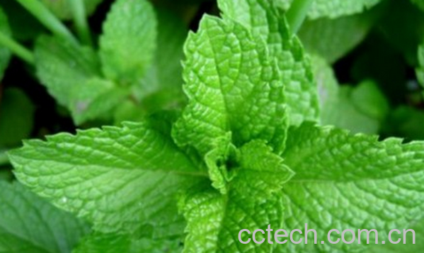 果蔬百科薄荷叶泡水的功效与作用-0
