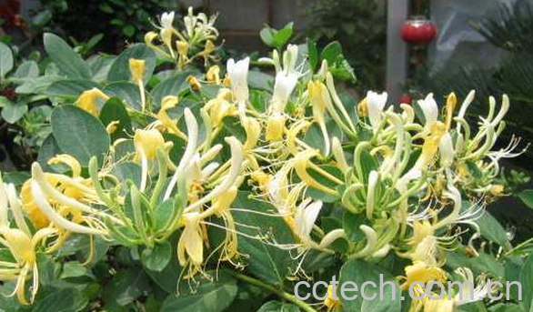 果蔬百科银花藤的功效与作用-0