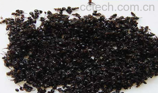果蔬百科黑蚂蚁的功效与作用-0