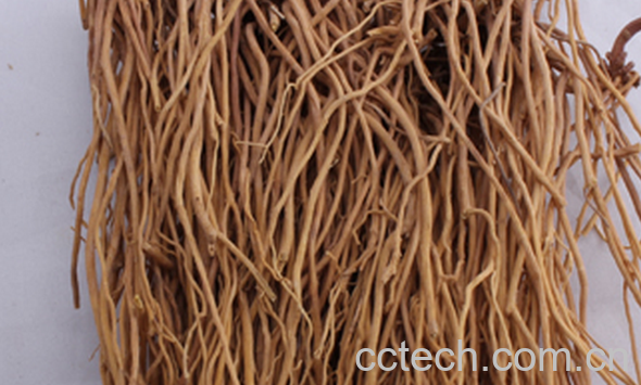 果蔬百科老君须的功效与作用-0