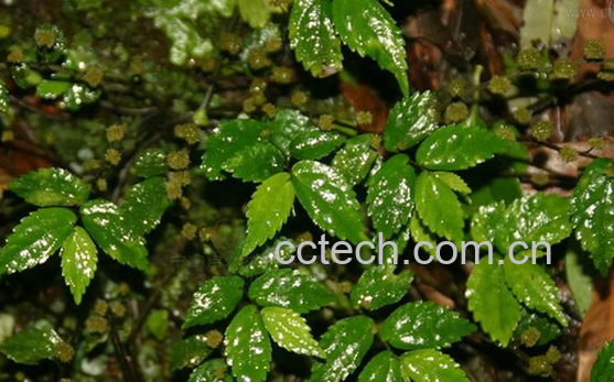 果蔬百科山椒草的功效与作用-0