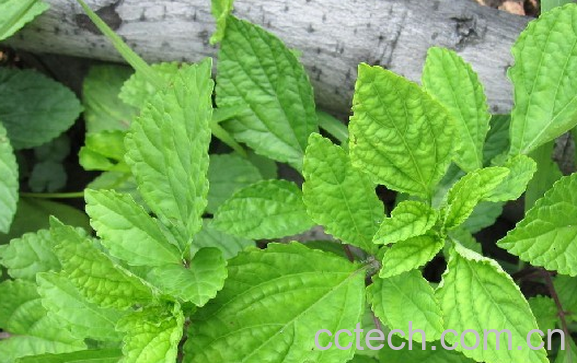 果蔬百科石见穿的功效与作用-0