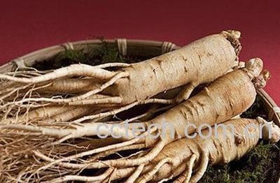 果蔬百科人参的功效与作用及食用方法-0