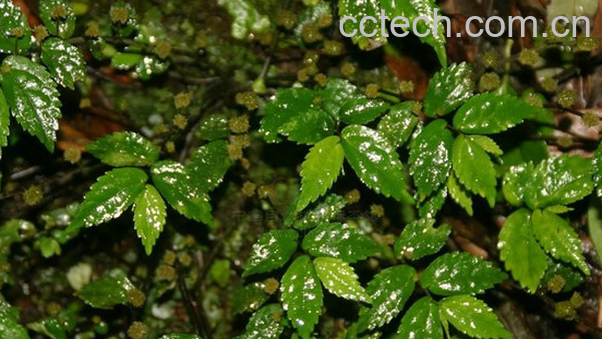 果蔬百科山椒草的功效与作用-0