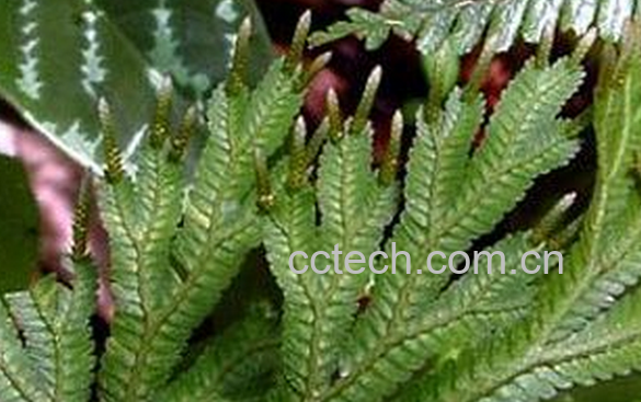 果蔬百科石上柏的功效与作用-0