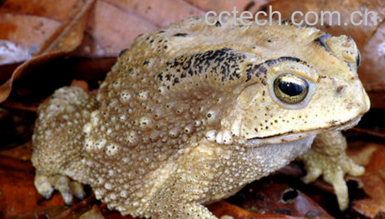 果蔬百科蟾蜍的药用价值与功效-0