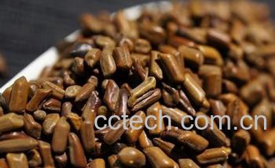 果蔬百科决明子的功效与作用及食用方法-0