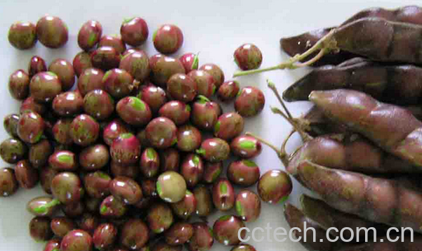 果蔬百科木豆的功效与作用-0