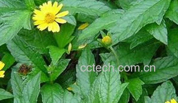 果蔬百科中药龙舌草的功效与作用-0