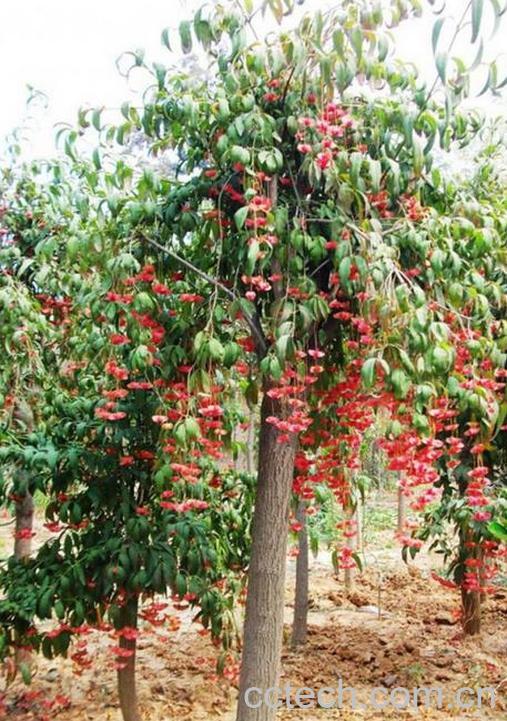 果蔬百科吊吊果的功效与作用-0