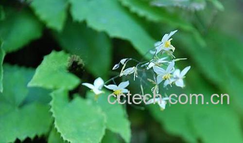 果蔬百科淫羊藿图片 淫羊藿的功效与作用-0