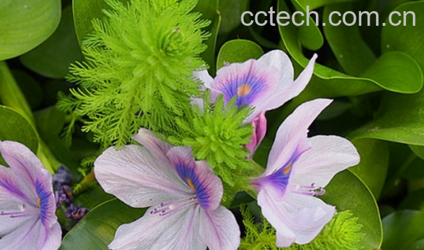 果蔬百科水葫芦的功效与作用-0