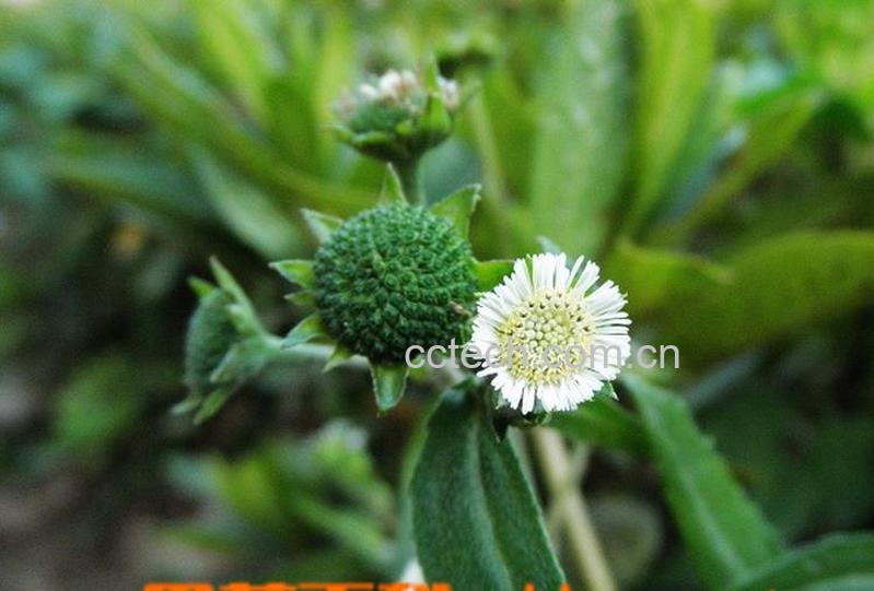 果蔬百科墨旱莲是什么 墨旱莲的功效与作用-0