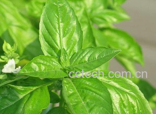 果蔬百科荆芥的功效与作用-0