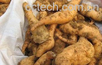 果蔬百科地黄的功效与作用-0