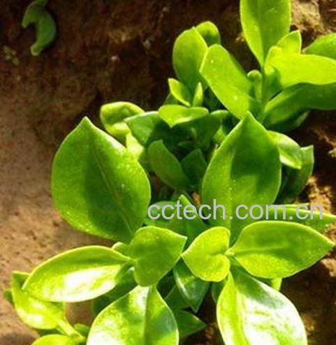 果蔬百科穿心莲图片_穿心莲的功效与作用-0