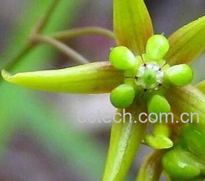 果蔬百科徐长卿图片 徐长卿的功效与作用-0