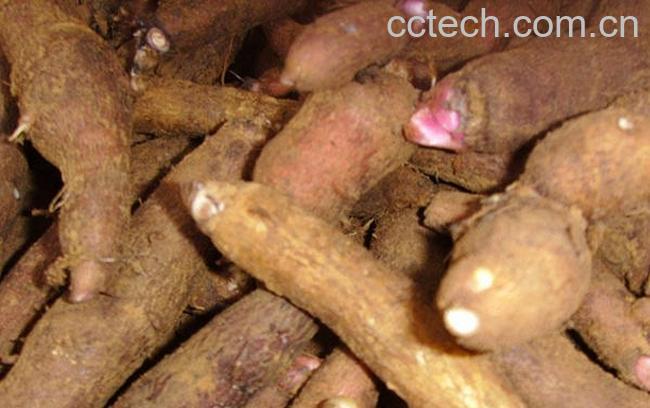 果蔬百科草乌的功效与作用-0