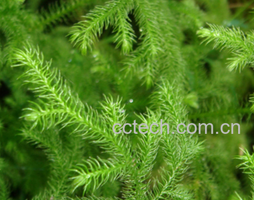 果蔬百科鹿茸草的功效与作用-0