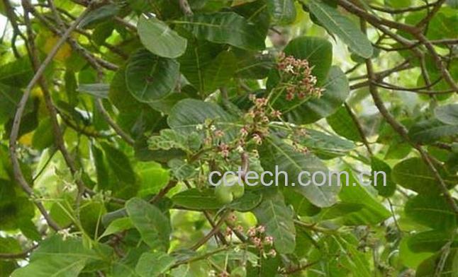 果蔬百科干漆图片 干漆的功效与作用-0