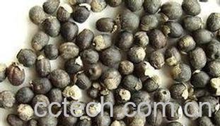 果蔬百科蔓荆子的功效与作用-0