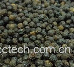 果蔬百科荜澄茄的功效与作用-0