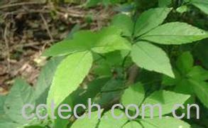 果蔬百科绞股蓝的功效与作用及食用方法-0