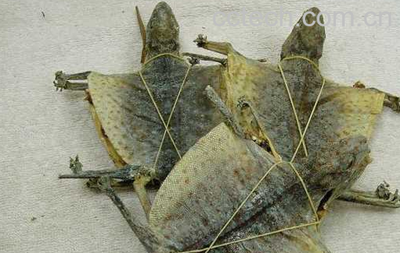 果蔬百科蛤蚧的功效与作用-0