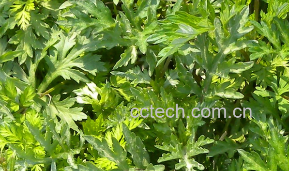 果蔬百科艾草怎么用驱蚊-0