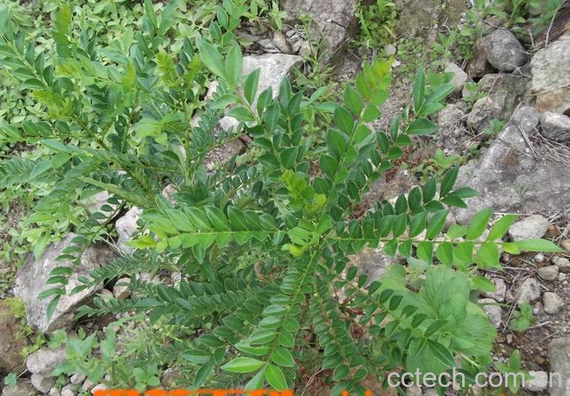 果蔬百科鹰不泊的功效与作用-0