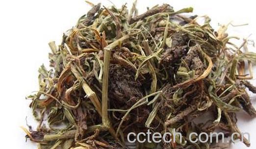 果蔬百科甘松图片 甘松的功效与作用-0