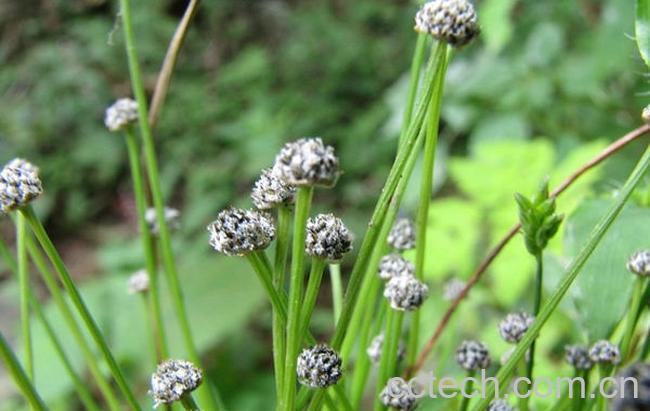 果蔬百科谷精草的功效与作用-0