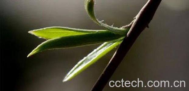 果蔬百科清明柳图片 清明柳的功效与作用-0