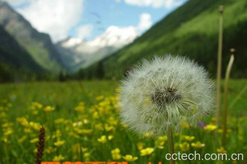 果蔬百科蒲公英的药用价值-0