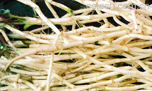 果蔬百科鲜芦根的功效与作用-0