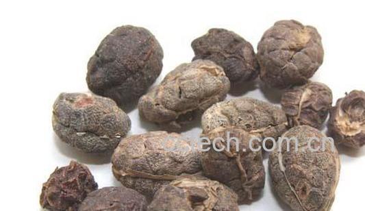 果蔬百科砂仁图片 砂仁的功效与作用-0