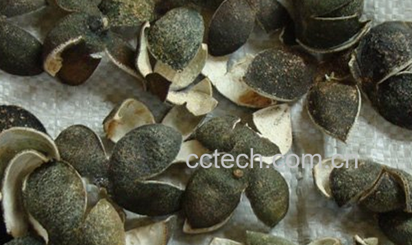 果蔬百科青皮的功效与作用-0