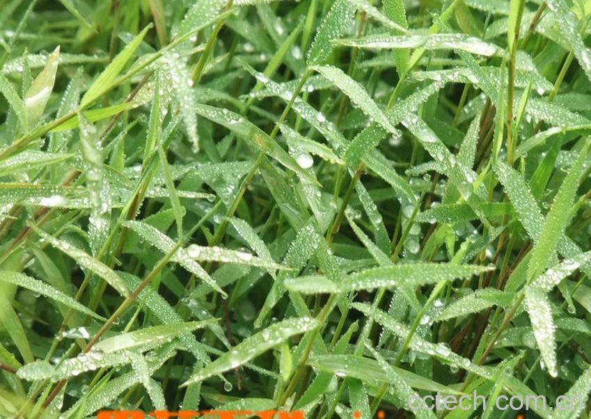 果蔬百科金丝草的功效与作用-0