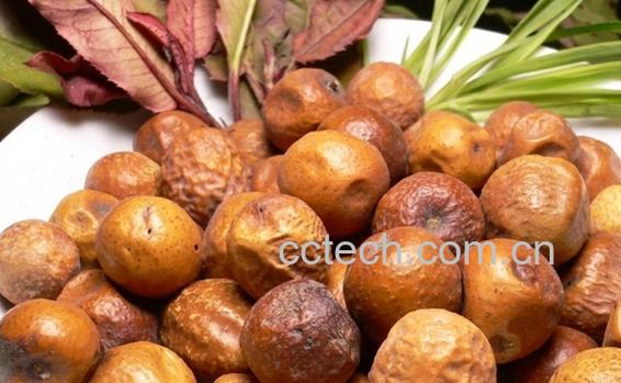 果蔬百科川楝子-0