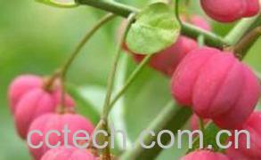 果蔬百科鬼箭羽图片 鬼箭羽的功效与作用-0