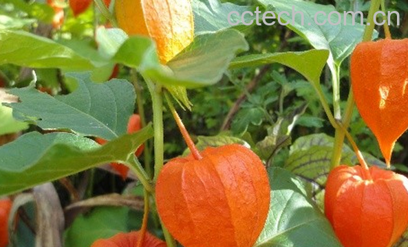 果蔬百科洋姑娘的功效与作用-0