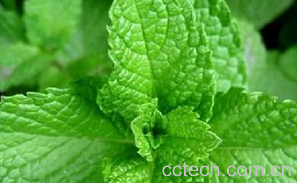 果蔬百科薄荷叶泡水喝的好处-0