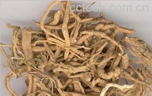 果蔬百科远志图片 远志的功效与作用-0