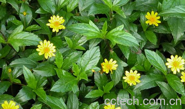 果蔬百科马兰草的功效与作用-0