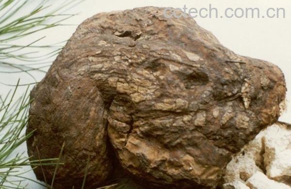 果蔬百科茯神根图片 茯神根的功效与作用-0