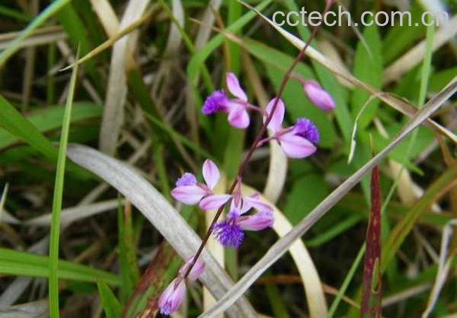 果蔬百科远志草图片 远志草的功效与作用-0