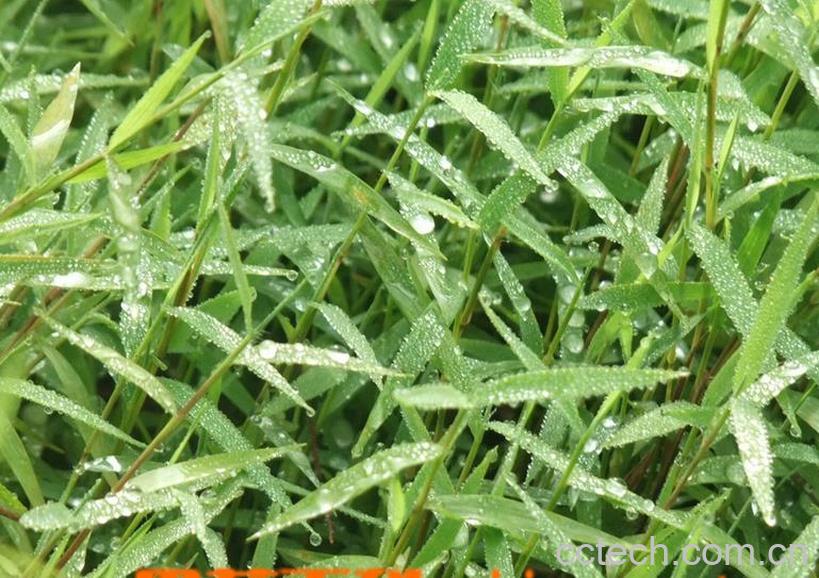 果蔬百科金丝草的功效与作用-0